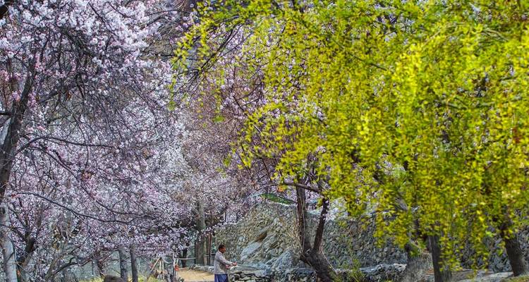 Pathway lined with pink blossom and bright yellow forsythia where a lone person walks beneath trees.