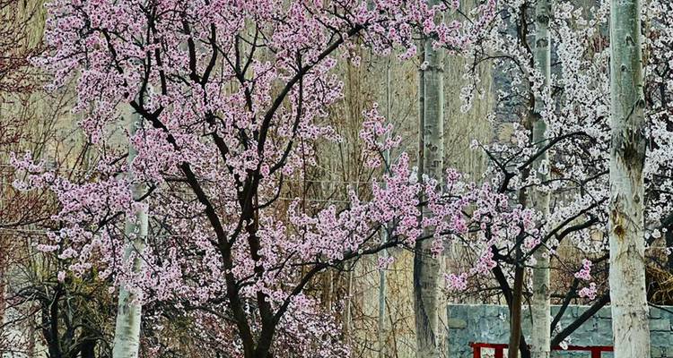 Cluster of blossom trees set against concrete wall with faded red lettering.