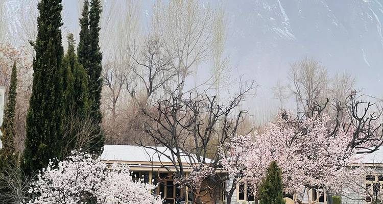 House surrounded by apricot blossom trees with snow-dusted mountain backdrop.