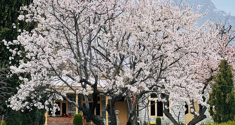 Large blooming apricot tree in front of stone house with mountains faintly visible behind.