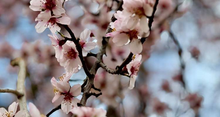 Macro shot of soft pink blossom petals against blurred blue sky background.