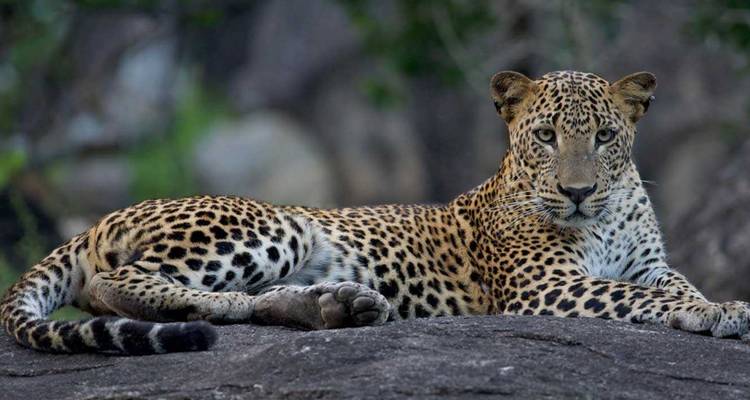 Ein Leopard ruht anmutig auf einem Felsen und blickt direkt in die Kamera im Yala-Nationalpark