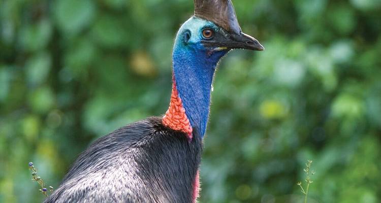 Oiseau casoar coloré avec un cou bleu vif et un casque se tenant contre un arrière-plan de jungle verte.