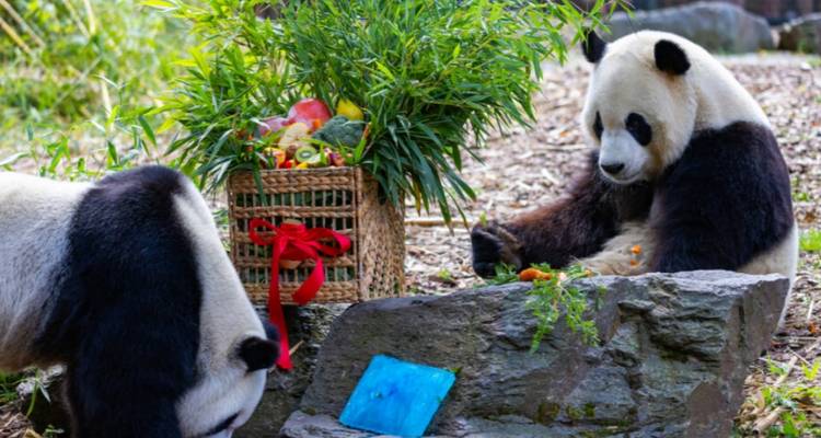 Two giant pandas lounging and eating bamboo beside a basket of treats in a leafy enclosure.