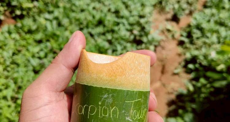 La mano sostiene una pequeña taza de bambú grabada con el nombre del tour contra un campo verde borroso.