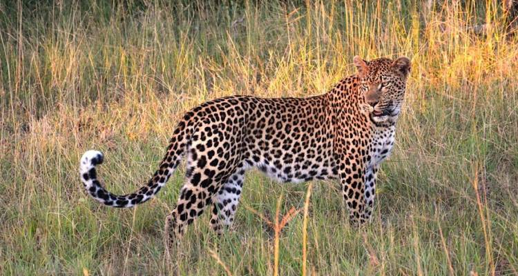 A leopard stands alert in tall grass lit by warm afternoon sunlight.