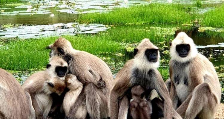 A troop of gray langur monkeys gathers beside a lily-covered pond in lush surroundings.
