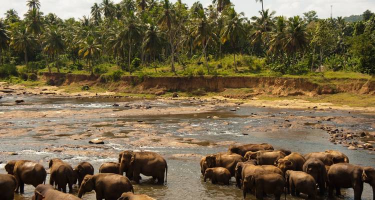 A large herd of elephants wades through a shallow river backed by palm trees.