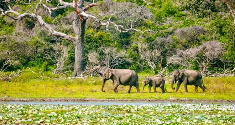 An elephant family strolls across a green wetland meadow against dense forest.
