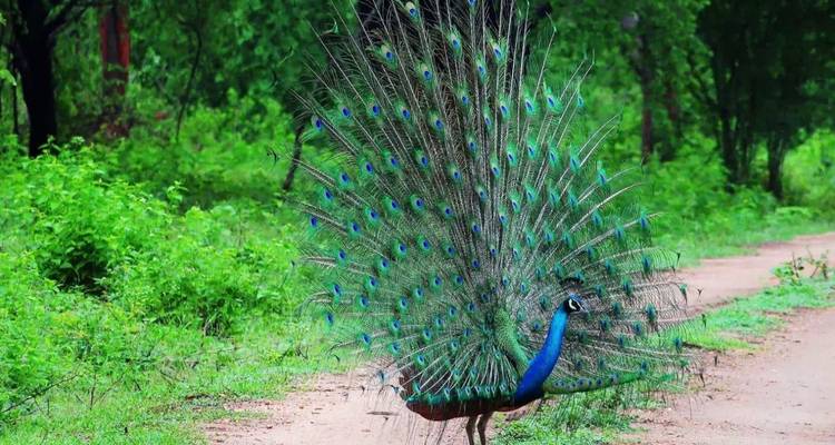 A peacock displays its vibrant fan of feathers along a dirt path in lush greenery.