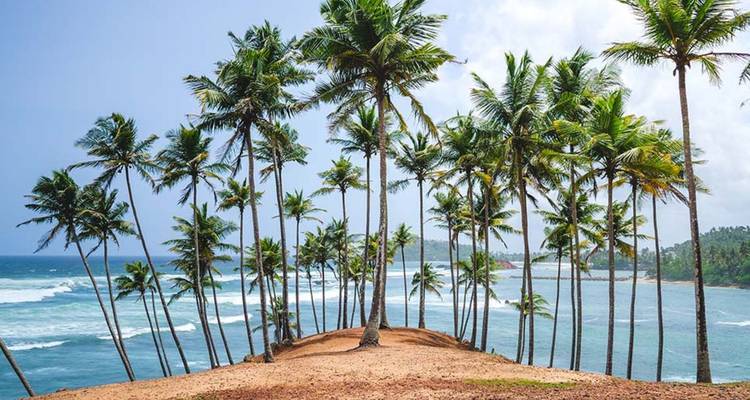 A cluster of tall palm trees stands on a narrow red-earth headland overlooking rolling waves.