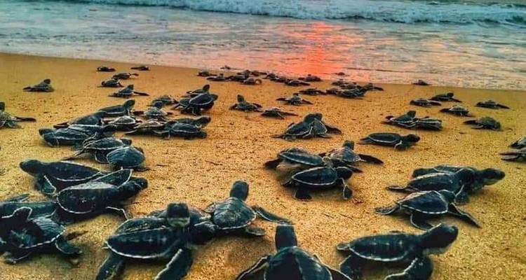 Dozens of baby sea turtles crawl across a sandy beach toward the ocean at sunset.