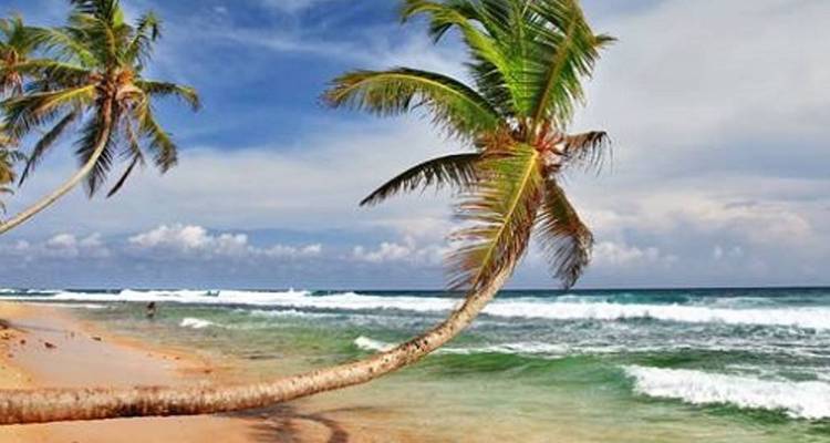 A lone palm tree arches over gentle surf along a golden tropical beach.