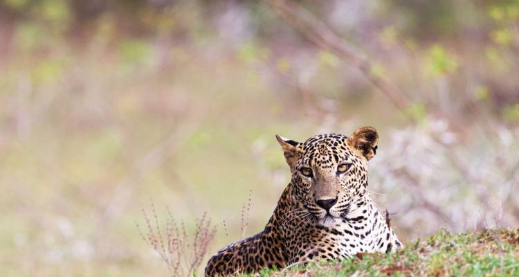 Ein Leopard ruht wachsam im grasigen Buschland mit einem sanften Waldhintergrund.