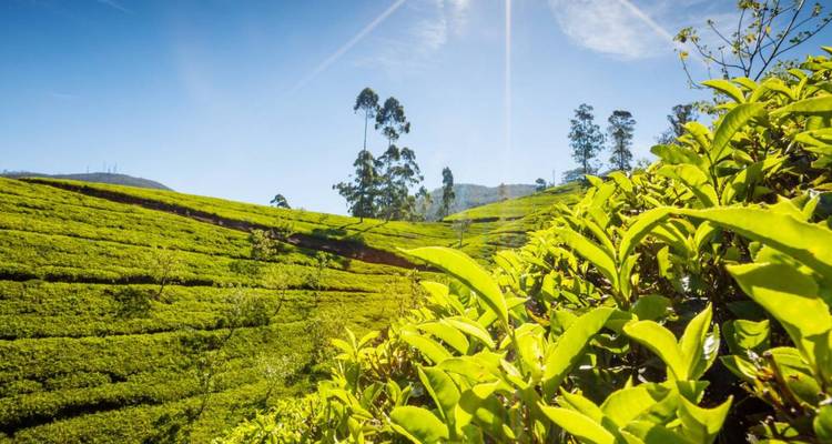 Sunlit rolling tea plantations with vivid green rows under a clear blue sky.