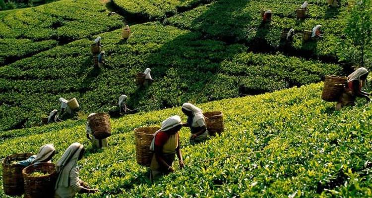 Workers with baskets harvesting tea leaves on steep green plantation slopes.