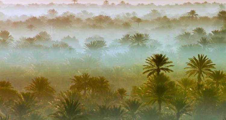Dreamy mist rising over layers of palm trees in a desert oasis at sunrise