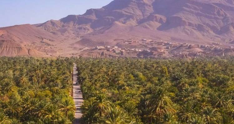 Elevated view over a lush palm oasis with a straight dirt road leading toward rugged desert mountains under clear skies.