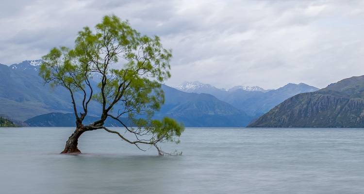 Iconic lone willow tree growing out of Lake Wanaka with misty mountains.