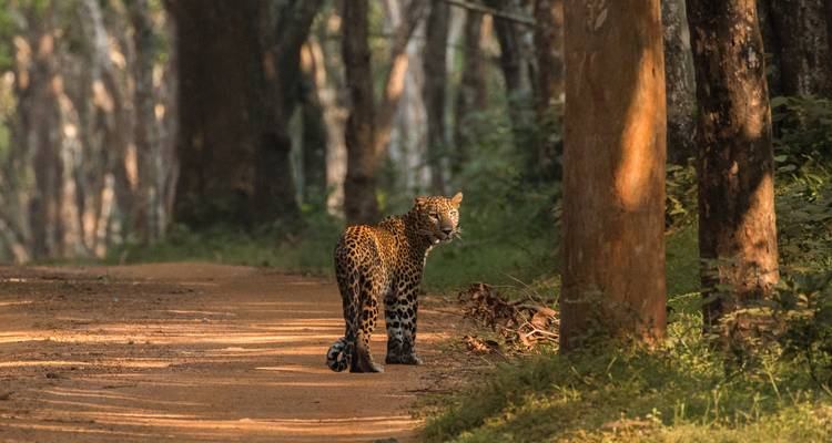 Schwer fassbarer Leopard steht auf Feldweg im gefleckten Waldlicht und blickt zurück zur Kamera