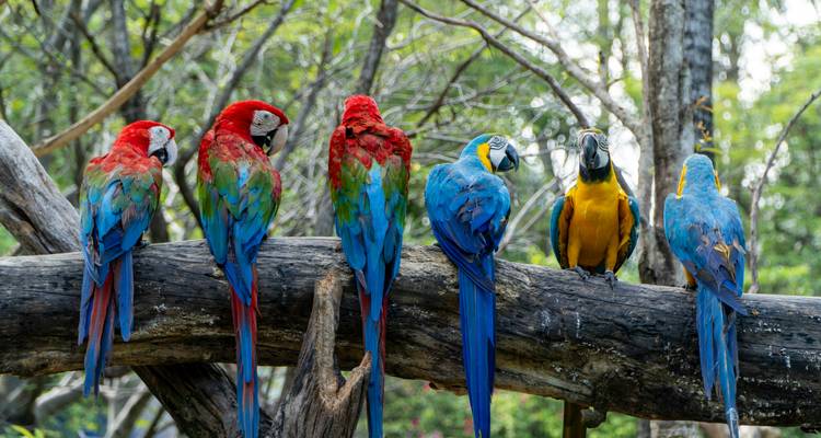 Six colorful macaws perched on a fallen tree in a lush forest setting