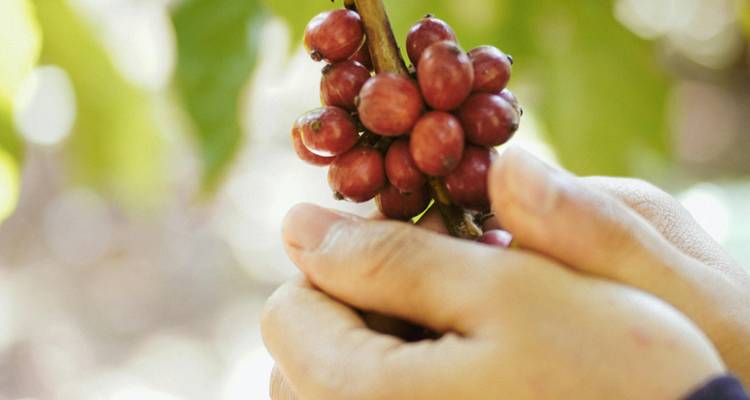 Hands holding a cluster of ripe red coffee cherries on a branch