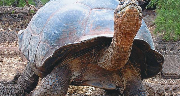 Gros plan d'une tortue géante sur un terrain rocheux