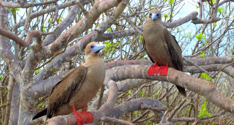 Deux fous à pieds rouges perchés sur des branches avec des pattes rouge vif