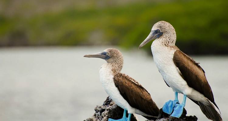 Paire de fous à pieds bleus debout sur un rocher au bord de l'eau