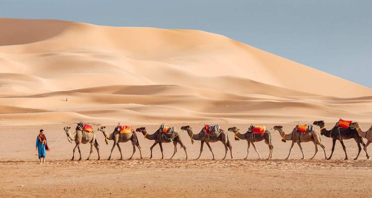 Caravane de chameaux menée par un guide à travers les dunes dorées du Sahara