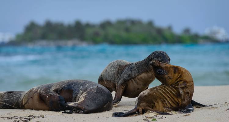 Otaries se reposant et se câlinant sur une plage de sable blanc avec une eau turquoise aux Galápagos.