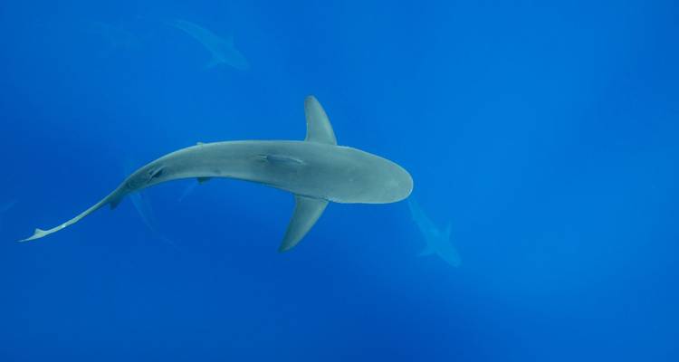 Un requin gracieux nage dans les eaux bleu profond des Galápagos avec de faibles silhouettes d'autres derrière.