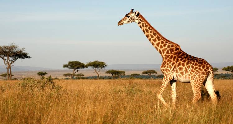 Giraffe stapt door gouden savannegras met platte acacia bomen aan de horizon.
