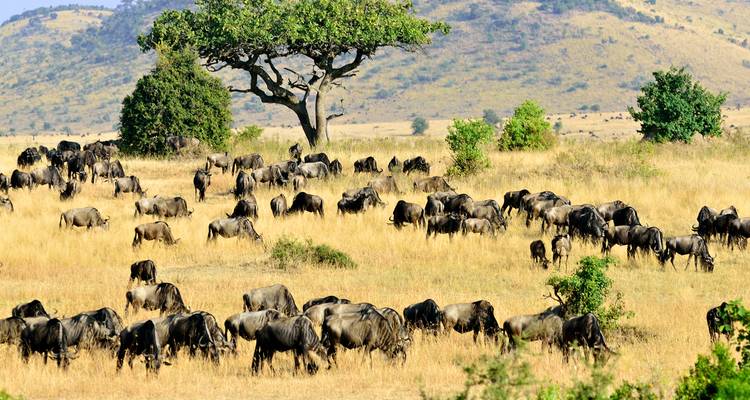Grote kudde gnoes graast over open savanne onder een eenzame acacia boom en glooiende heuvels.