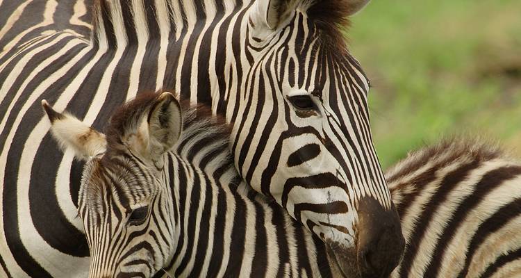 Gros plan d'un zèbre adulte qui cajole un poulain, montrant des rayures noires et blanches audacieuses.
