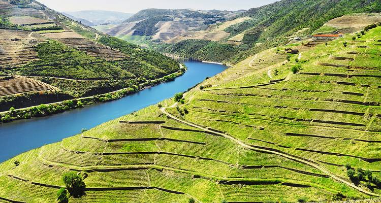 Vista aérea de viñedos en terrazas que descienden en cascada hacia el azul río Duero entre colinas verdes ondulantes.