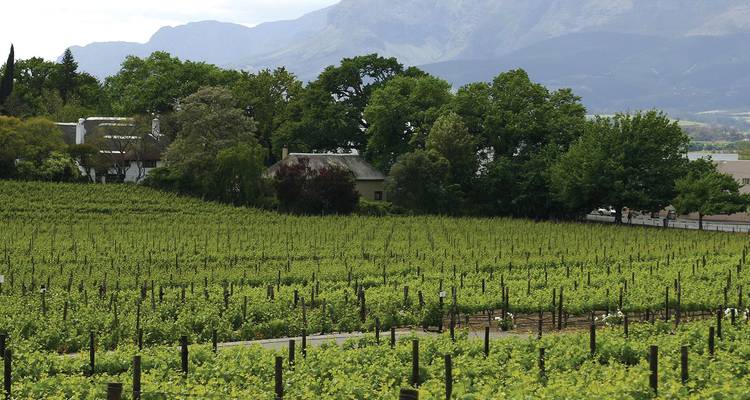 Lush green vineyard rows stretching toward distant mountains in Stellenbosch wine country.