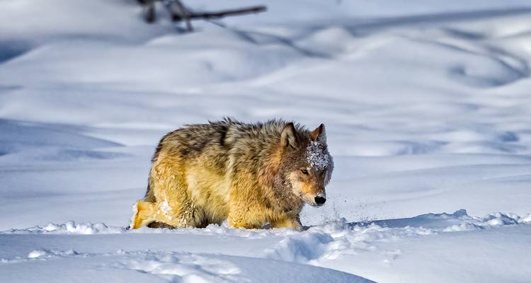 Lobo gris salvaje caminando laboriosamente a través de nieve profunda en un paisaje invernal prístino.