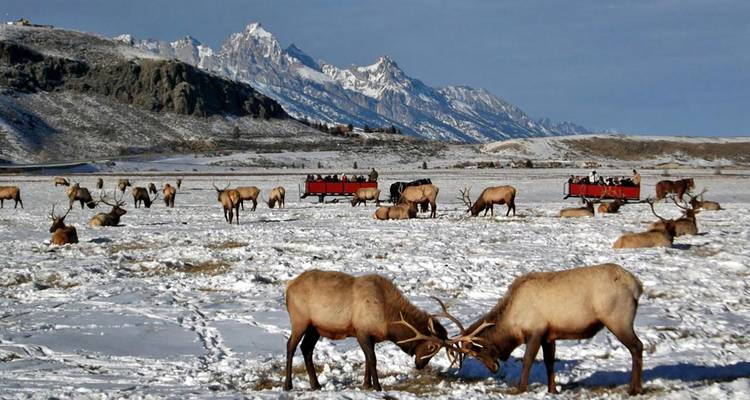 Manadas de alces pastando en una llanura nevada con jinetes en trineo y la Cordillera Teton en la distancia.