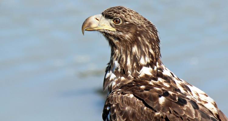 Scherpe close-up van een jonge Amerikaanse zeearend tegen een zachte blauwe waterachtergrond.