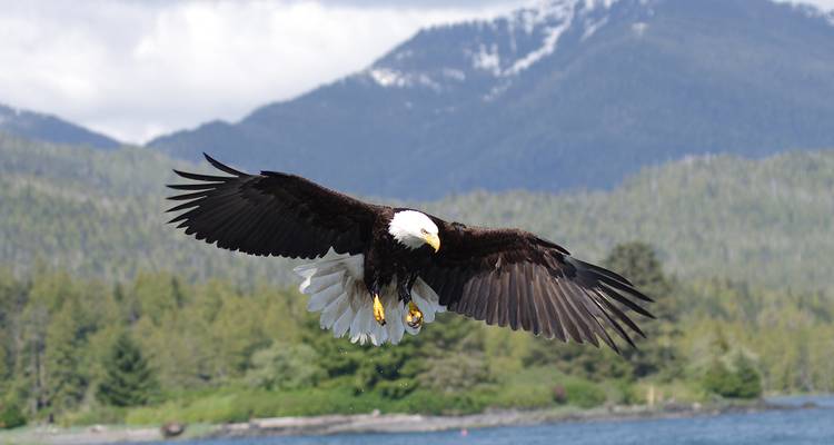 Águila calva en pleno vuelo sobre bosque costero con montañas desenfocadas de fondo.