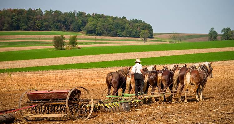 Un granjero amish guía un equipo de caballos arando campos fértiles bajo un cielo despejado.