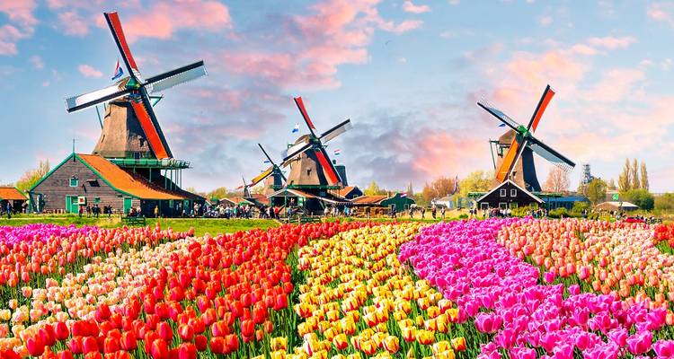 Scène pittoresque hollandaise avec des champs de tulipes colorés menant à des moulins à vent classiques sous un ciel pastel.