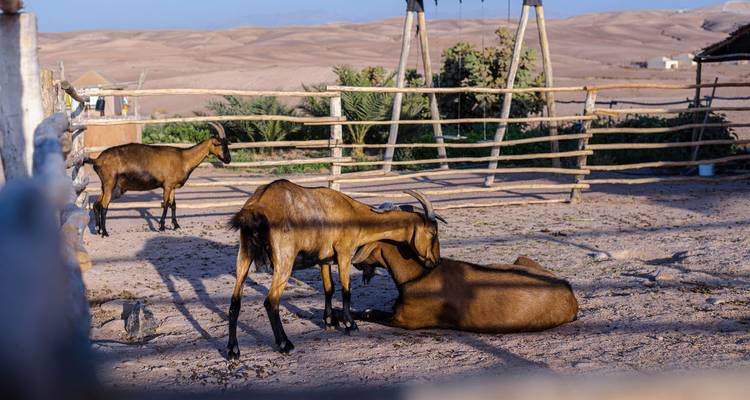 Cabras pastando y descansando en un corral rústico con dunas desérticas onduladas de fondo.