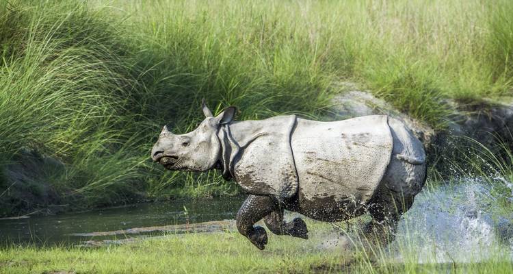 One-horned rhinoceros charges through swampy grass sending up a spray of water.
