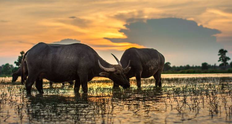 Two water buffaloes grazing in a flooded grassland at sunset with a dramatic orange sky in the background.