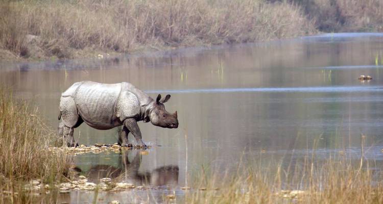 A one-horned rhinoceros standing at the edge of a tranquil water body surrounded by marsh grasses.
