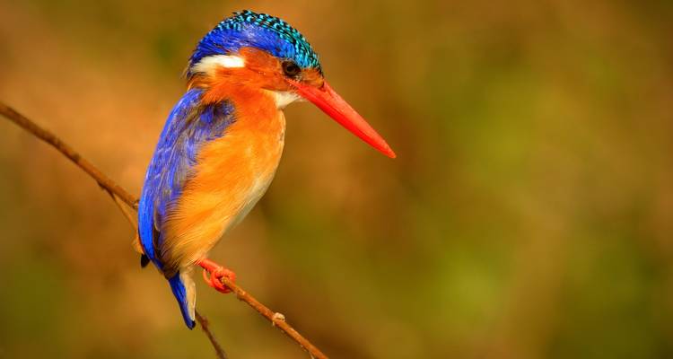 Vibrant malachite kingfisher with blue crest and orange breast perching on a slender twig.
