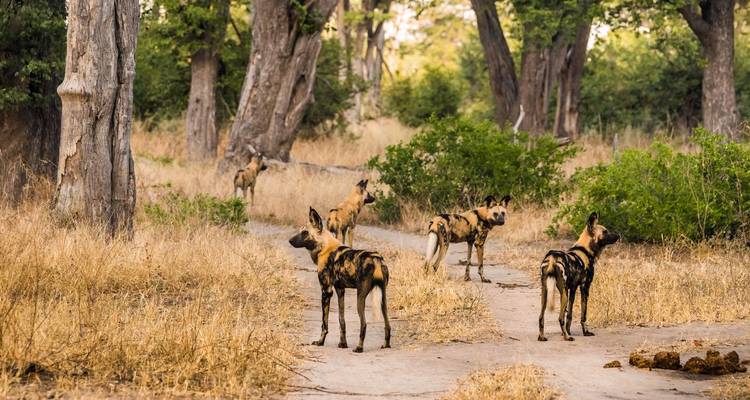 Pack of African wild dogs standing alert on a dirt track in dry woodland.