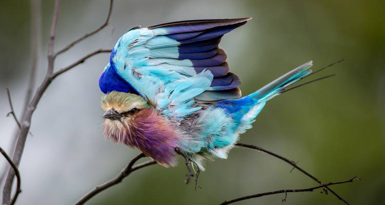 Lilac-breasted roller with fluffed feathers perched on a thin branch against a blurred green background.